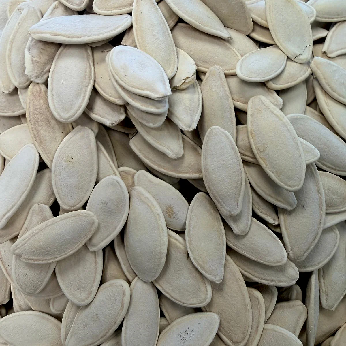 Kabak Çekirdeği - 1